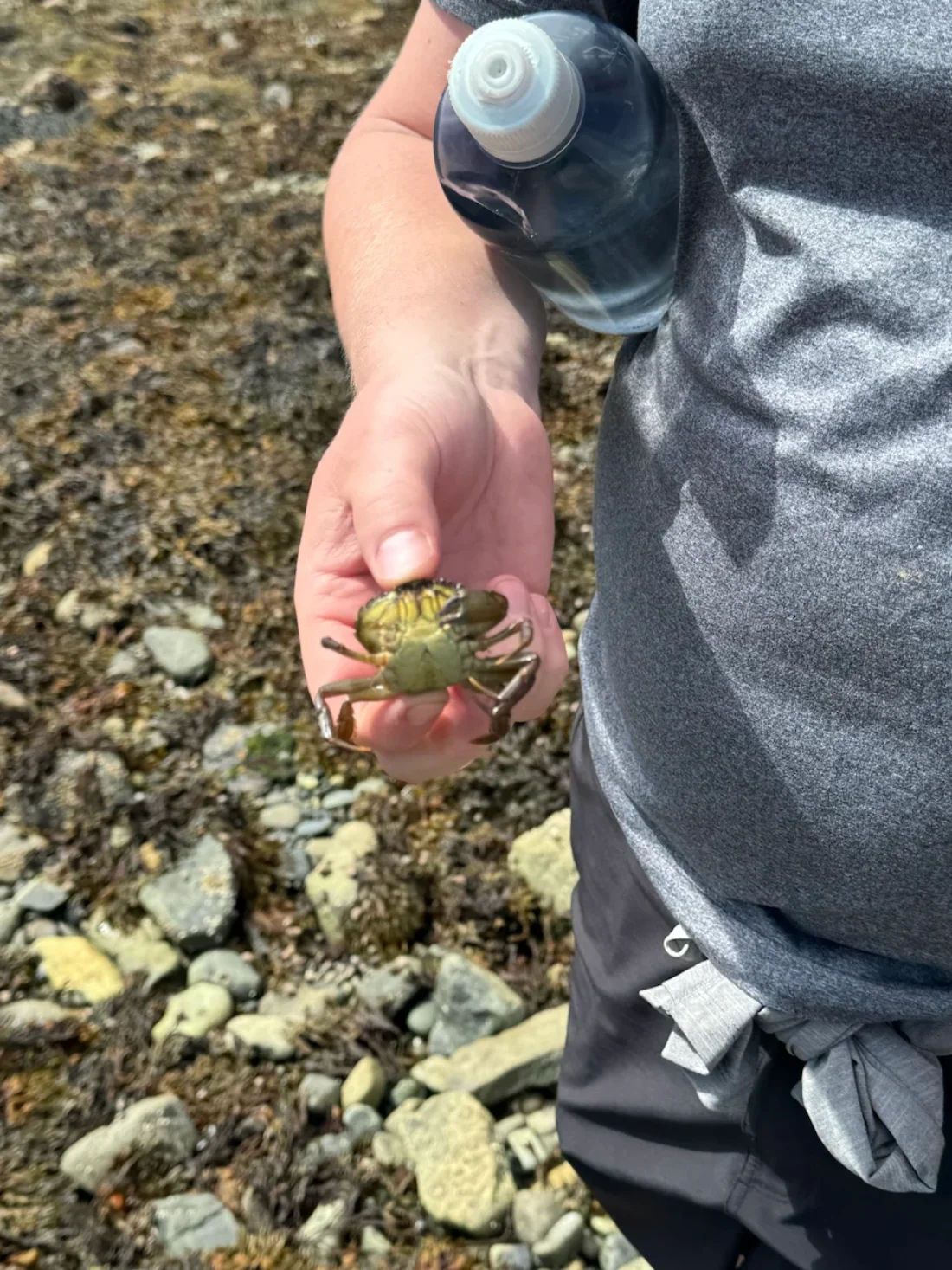 tiny crab, tiny crab, so tiny, so crab (to the tune of 'Land Down Under' by Men at Work)
