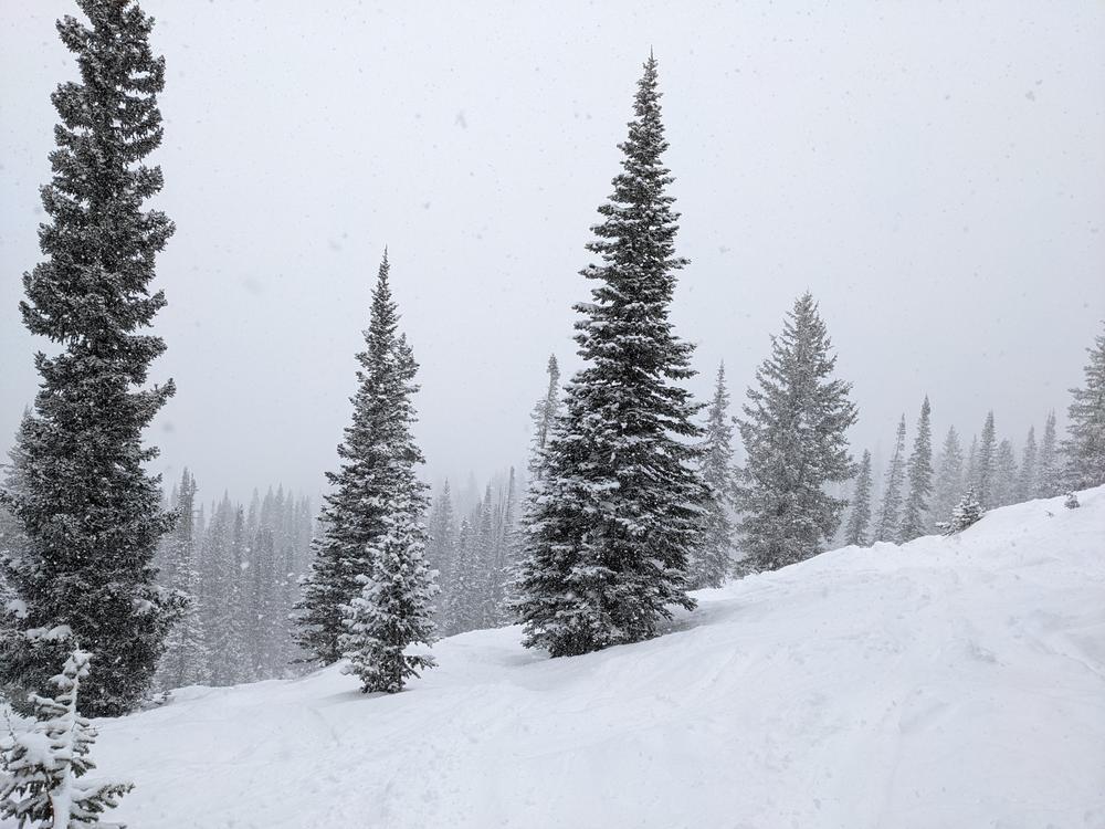trees and pow and pow and trees