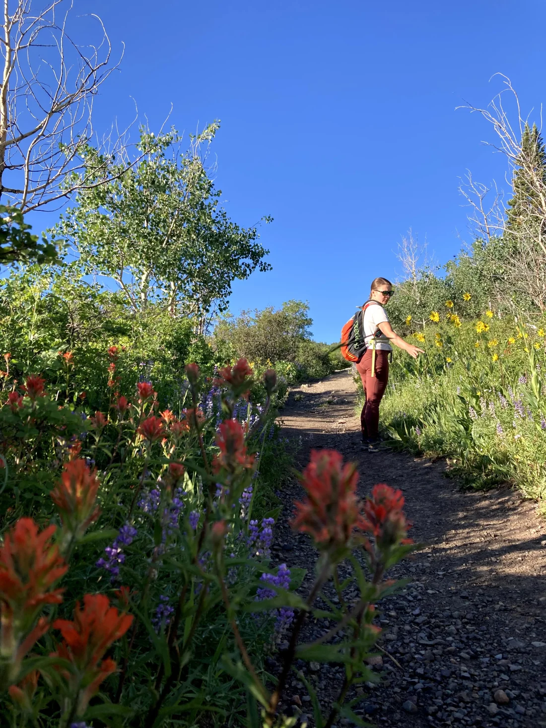 lots of wildflowers at the beginning of the hike, before the large pile of rocks