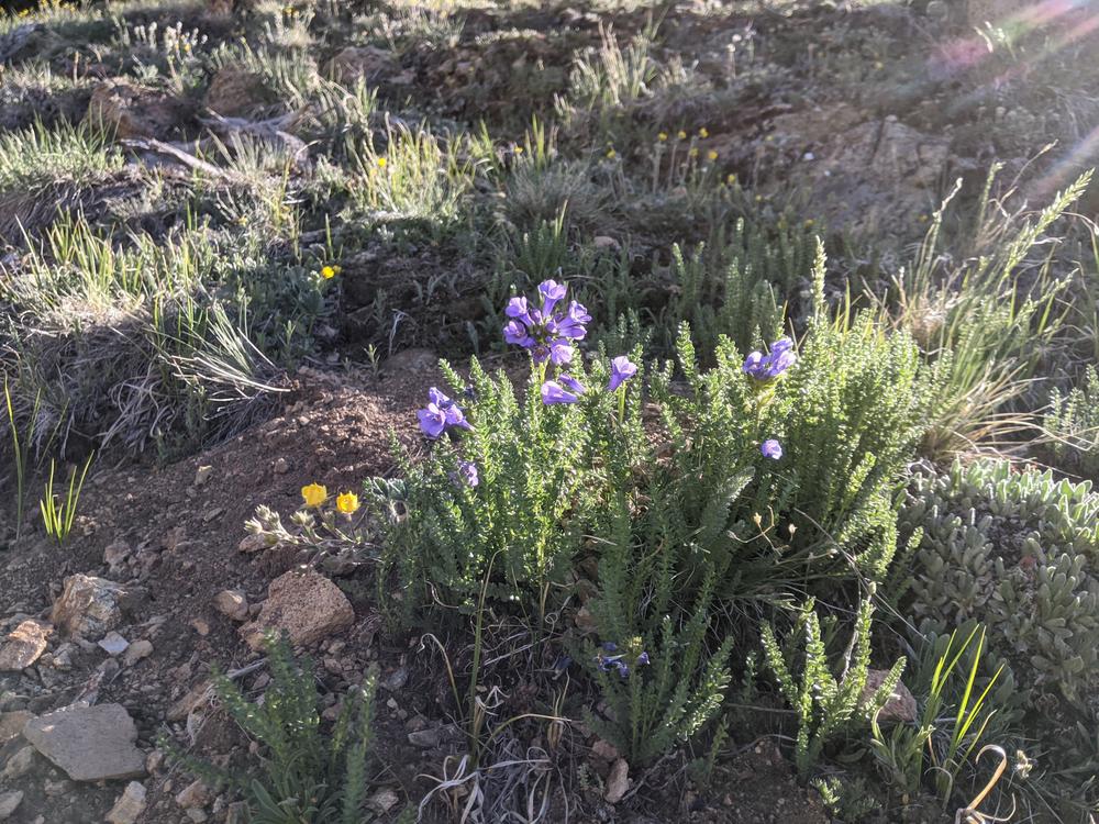 June hiking in Colorado means a lot of wildflowers
