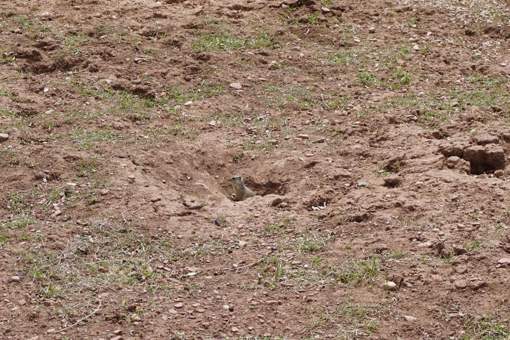 one of the hundreds of prairie dogs we spotted. sneaky lil bois