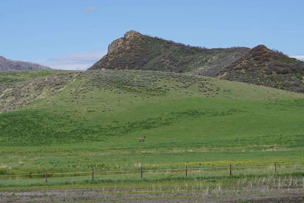 THE elk of elk mountain