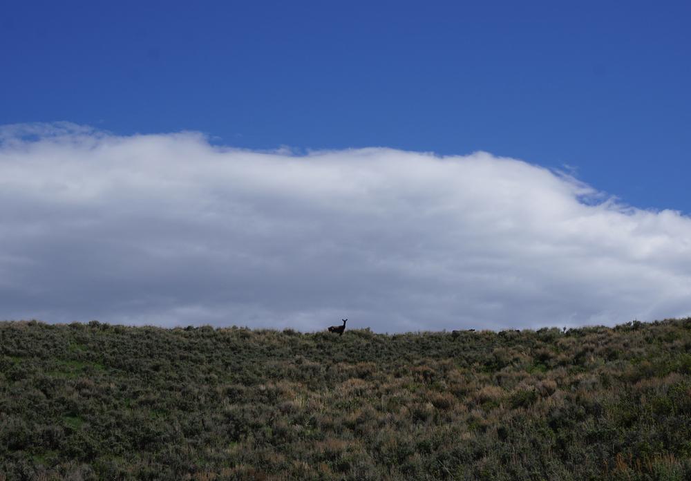 elk friend watches us watch him climb a hill