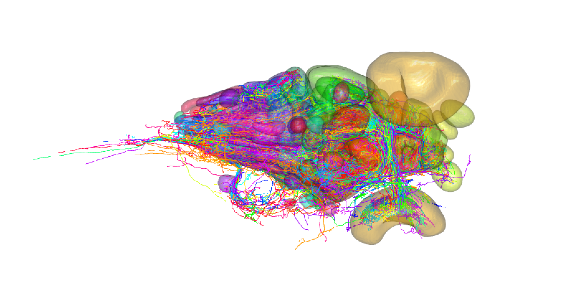 fishatlas_neurons