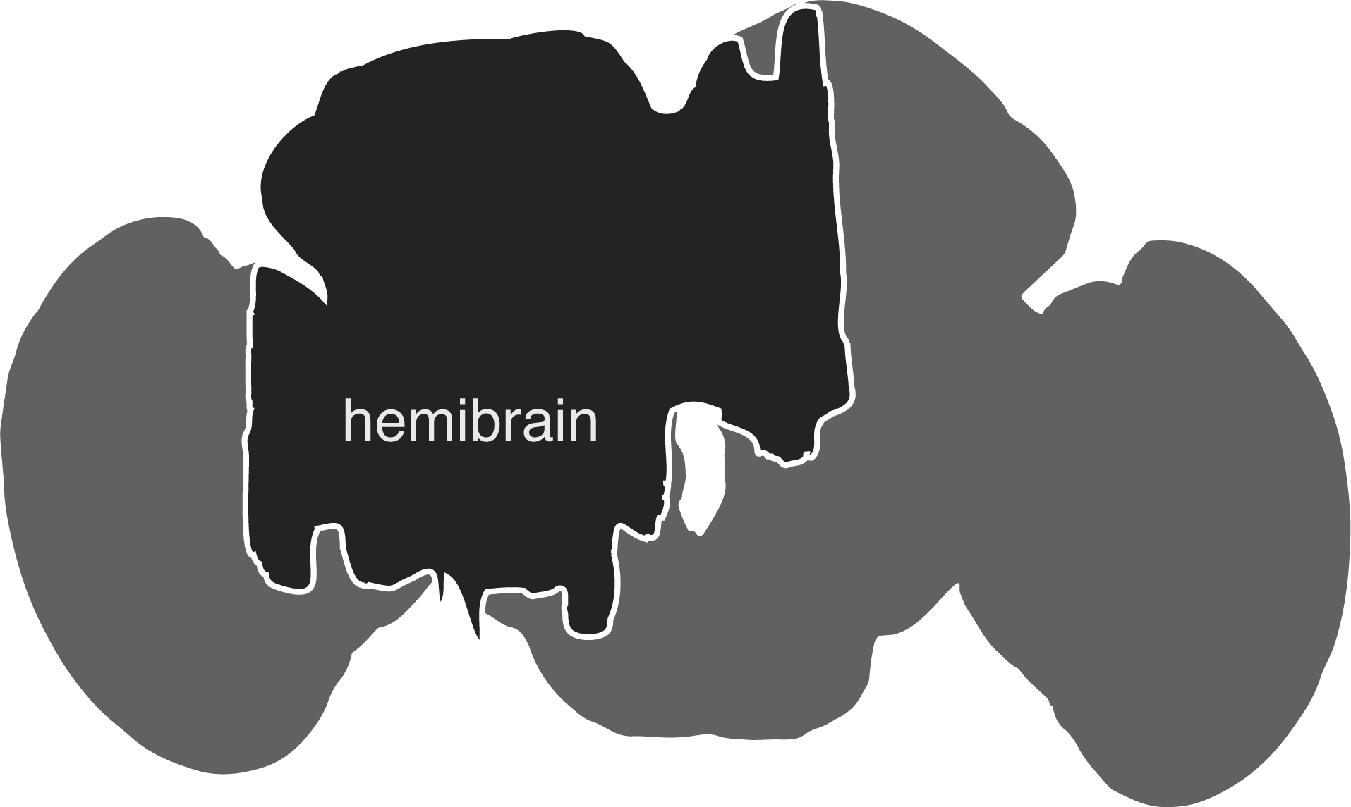 hemibrain
