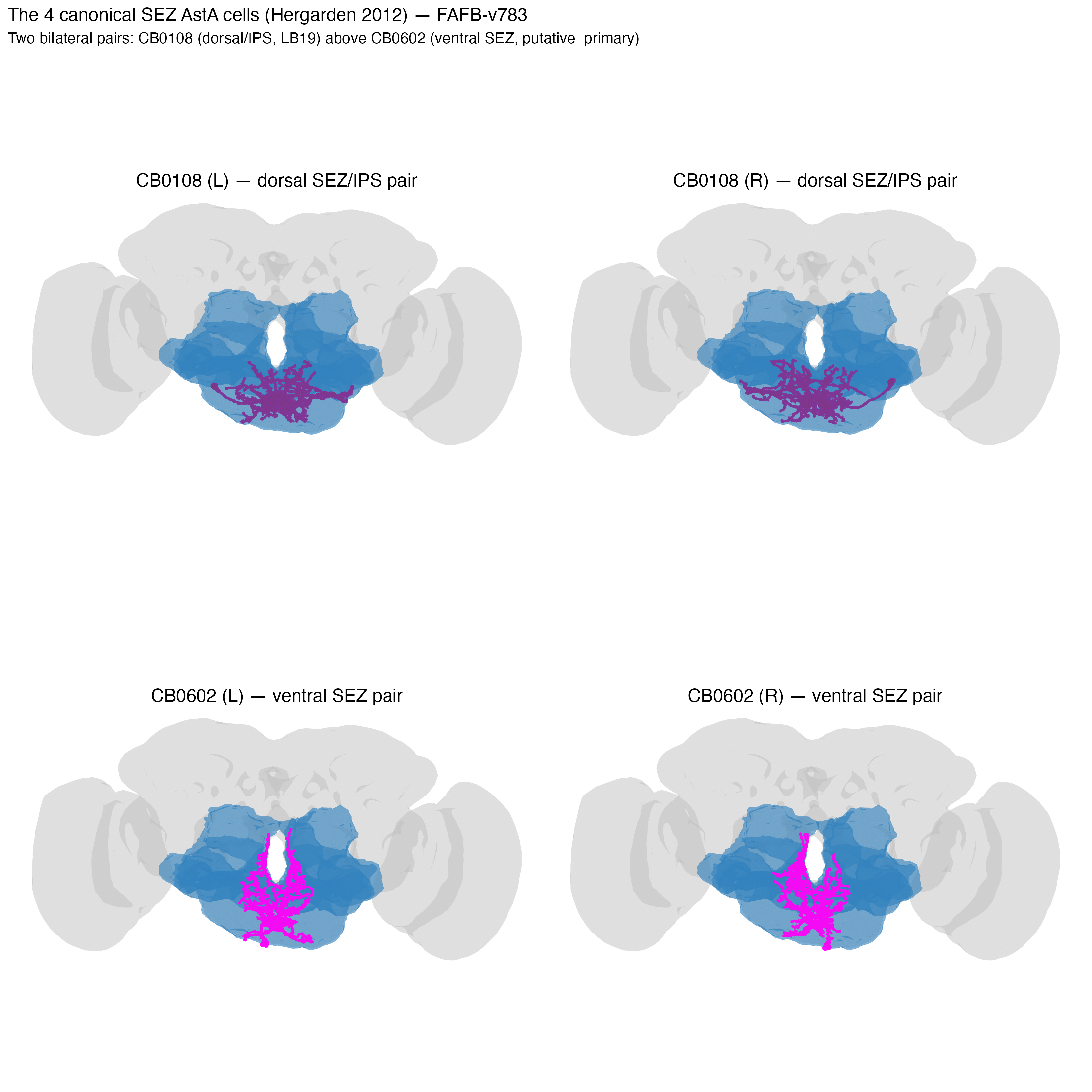 The 4 canonical SEZ AstA cells — CB0108 dorsal pair above CB0602 ventral pair