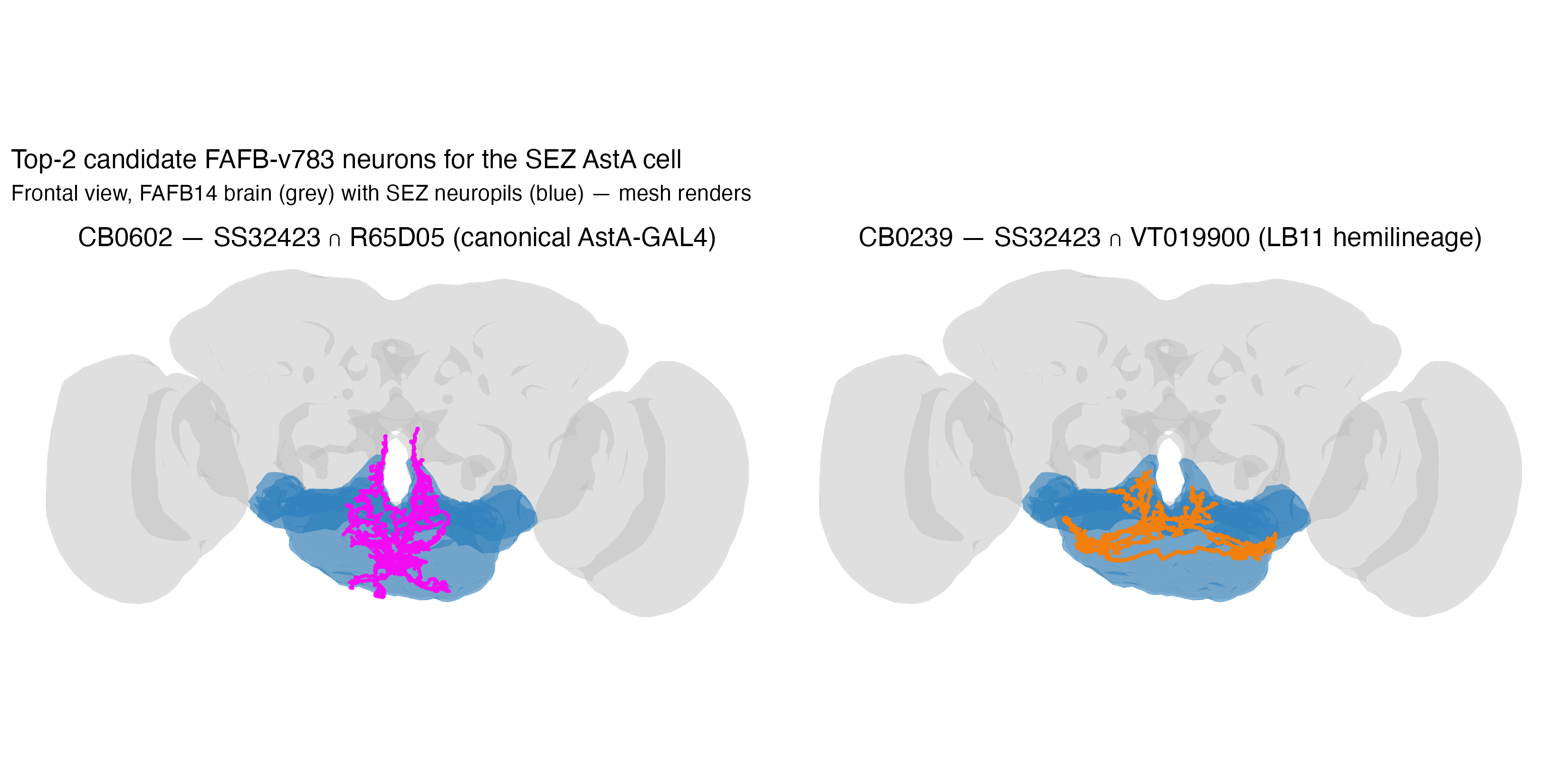 CB0602 (magenta) and CB0239 (orange) over FAFB14 brain with SEZ neuropils