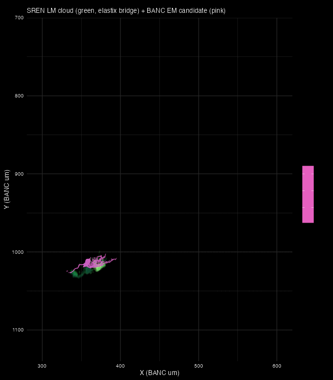 Top NBLAST candidates + hypothesised SREN pair on the SREN LM cloud (BANC um, full-elastix bridge)