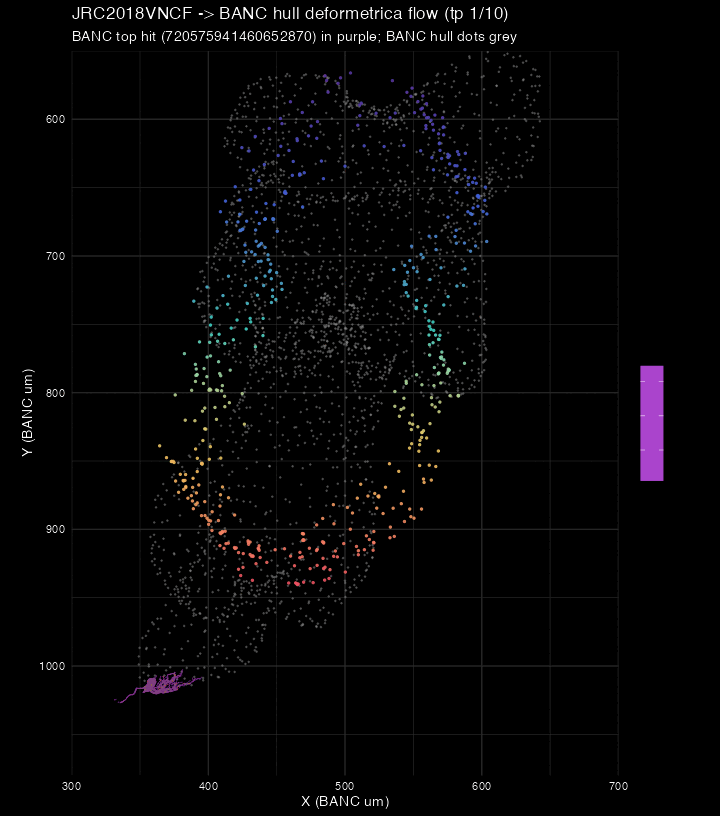 Deformetrica flow: JRC2018VNCF hull morphing onto the BANC VNC hull (top BANC hit in purple)