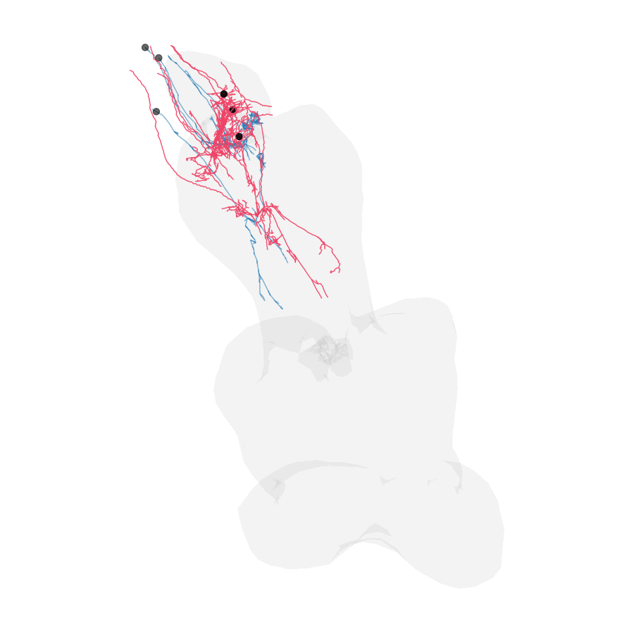 Geodesic flow of MANC cognate neurons (pink) morphing onto their BANC counterparts (blue) inside the BANC VNC hull, under the deformetrica refinement fit