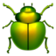 beetle