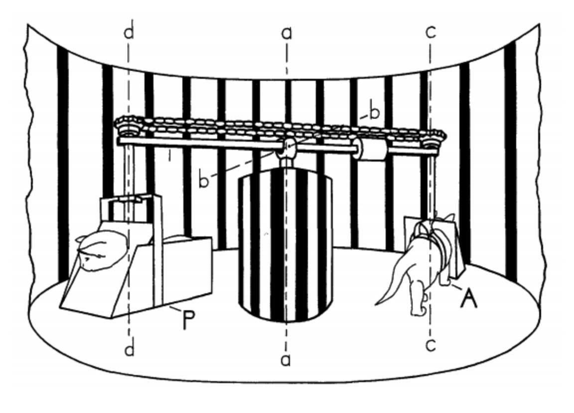 MIT kitten study diagram
