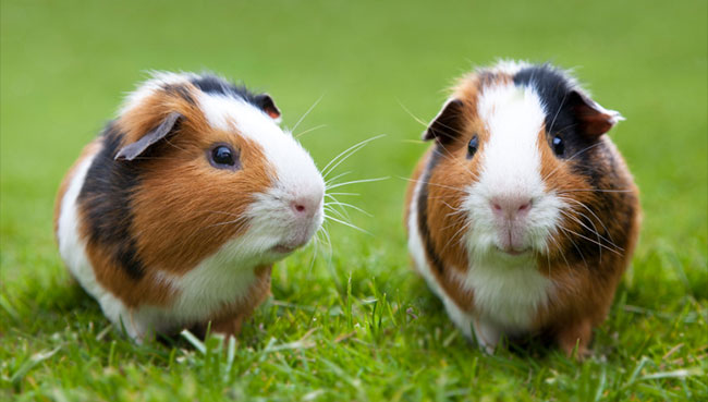 Ah the ToothGrowth dataframe. Yes, one of the dataframes stored in R contains data from an experiment testing the effectiveness of different doses of Vitamin C supplements on the growth of guinea pig teeth. The images I found by Googling ``guinea pig teeth'' were all pretty horrifying, so let's just go with this one.