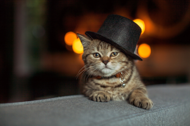  kitty with hat picture 