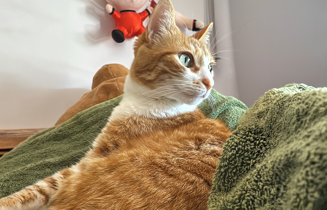 Mandi