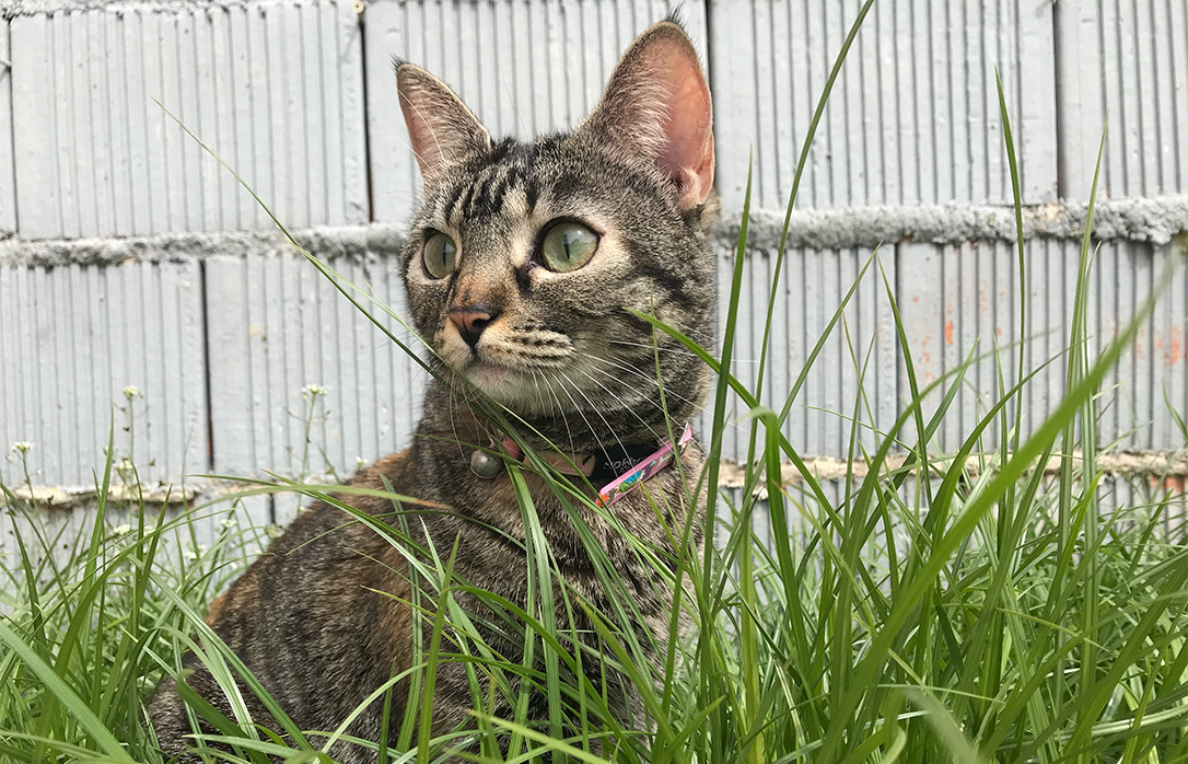 Kitty