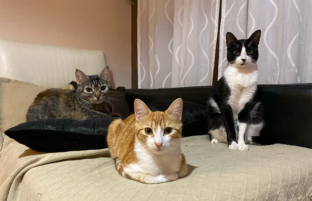 Kitty, Mandi y Boo juntos