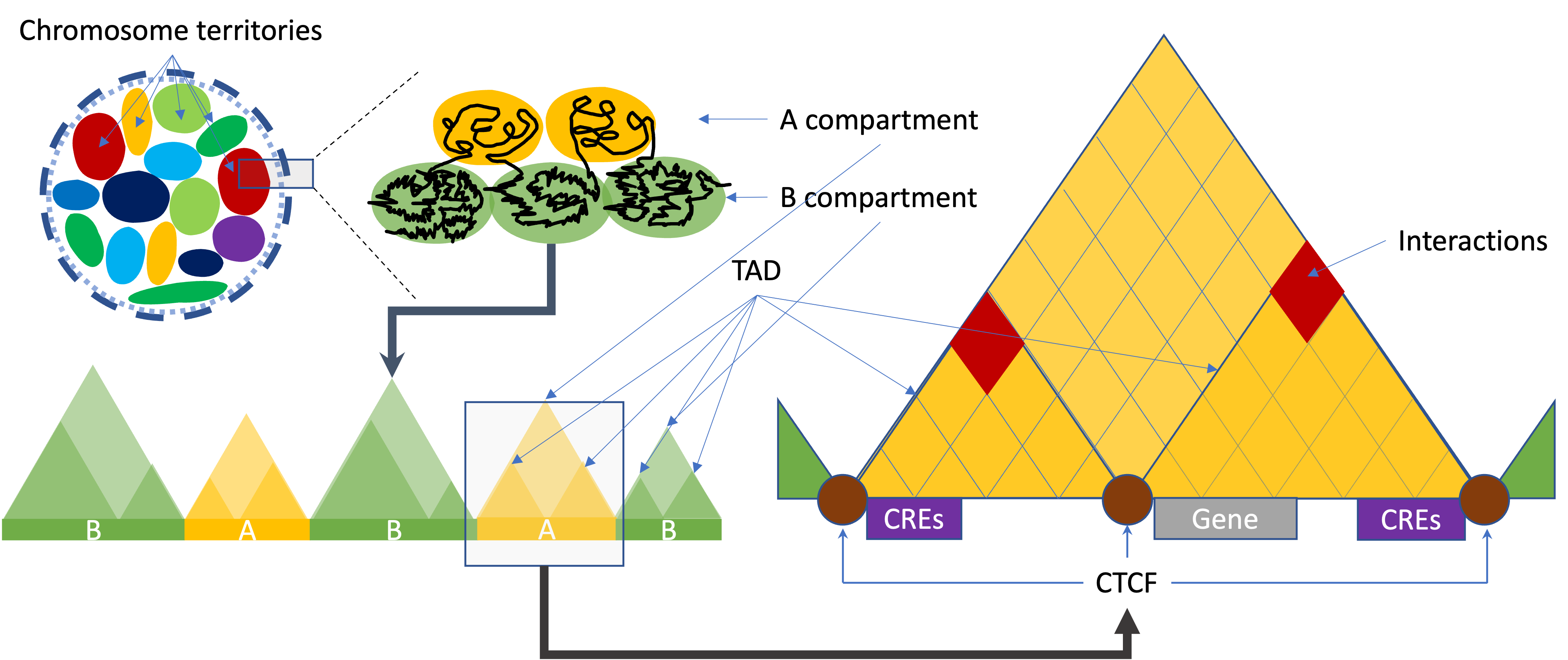 Schematic representation of the 3D arrangement of chromatin