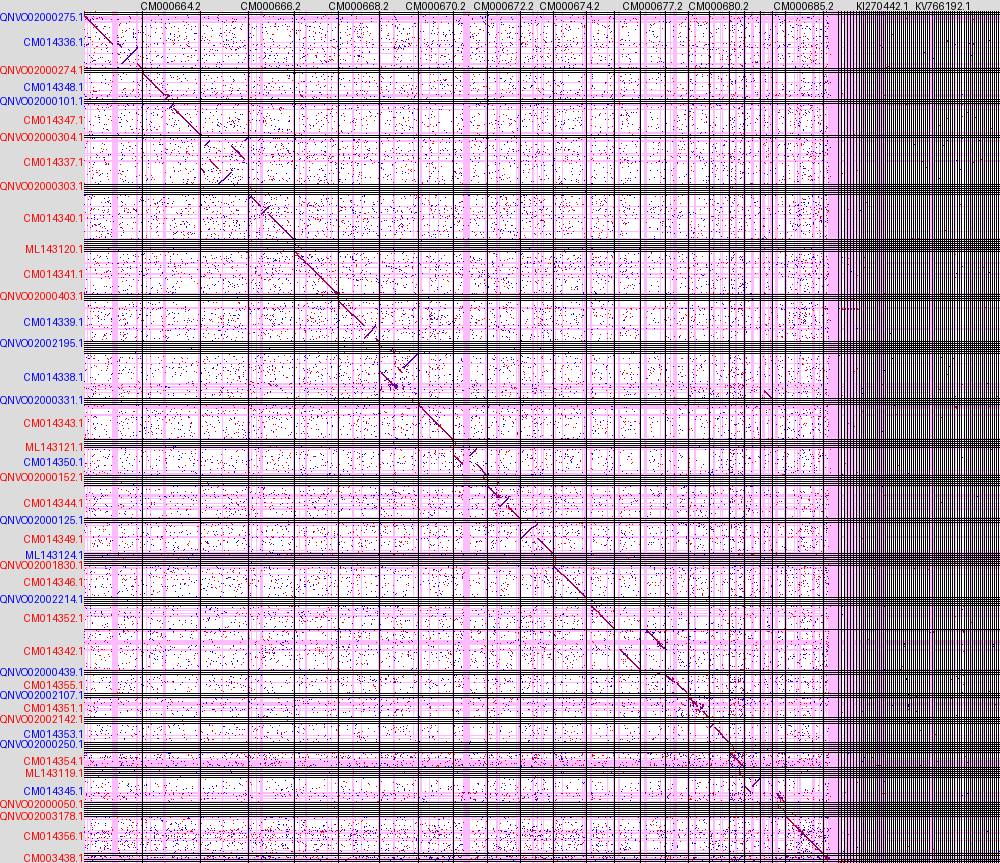 Example of a dot-plot produced by the pipeline after aligning human and macaque genomes