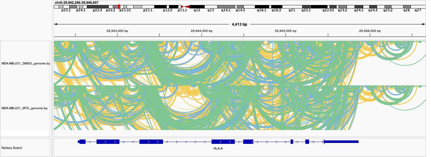HLA-A base-pair arcs in genomic coordinates