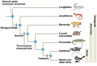 Phylogenetic-Tree-Construction