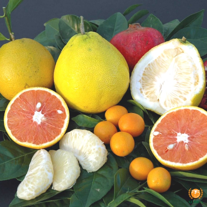 Bưởi có hàm lượng vitamin C và các thành phần dinh dưỡng tốt với sức khỏe