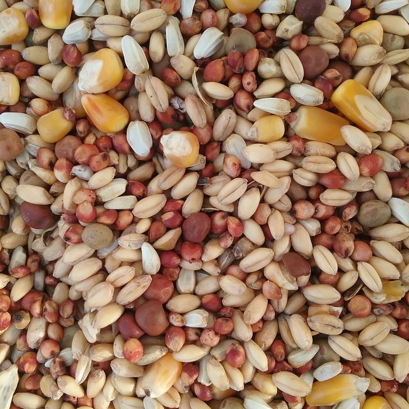 Các loại hạt, đậu cung cấp nhiều chất dinh dưỡng và nguồn protein dồi dào cho bé