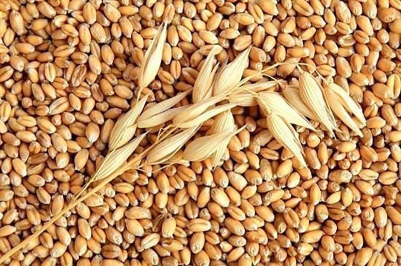 Lúa mì nguyên cám là nguồn cung cấp chất vitamin PP rất dồi dào và đặc biệt tốt cho sức khỏe