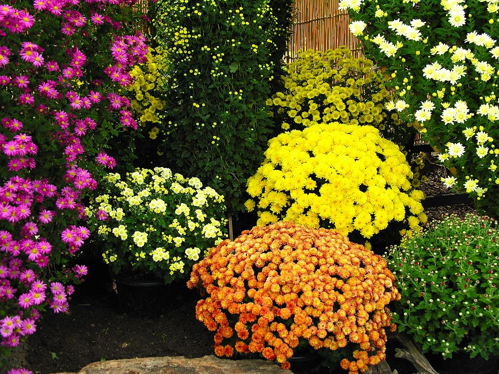 Những chậu hoa tươi nhiều màu sắc được dùng để chưng Tết