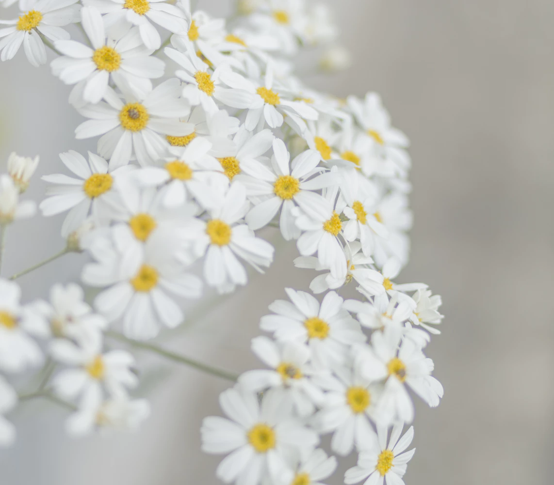 Hoa cúc trắng tượng trưng cho lòng chung thủy và tình cảm 
