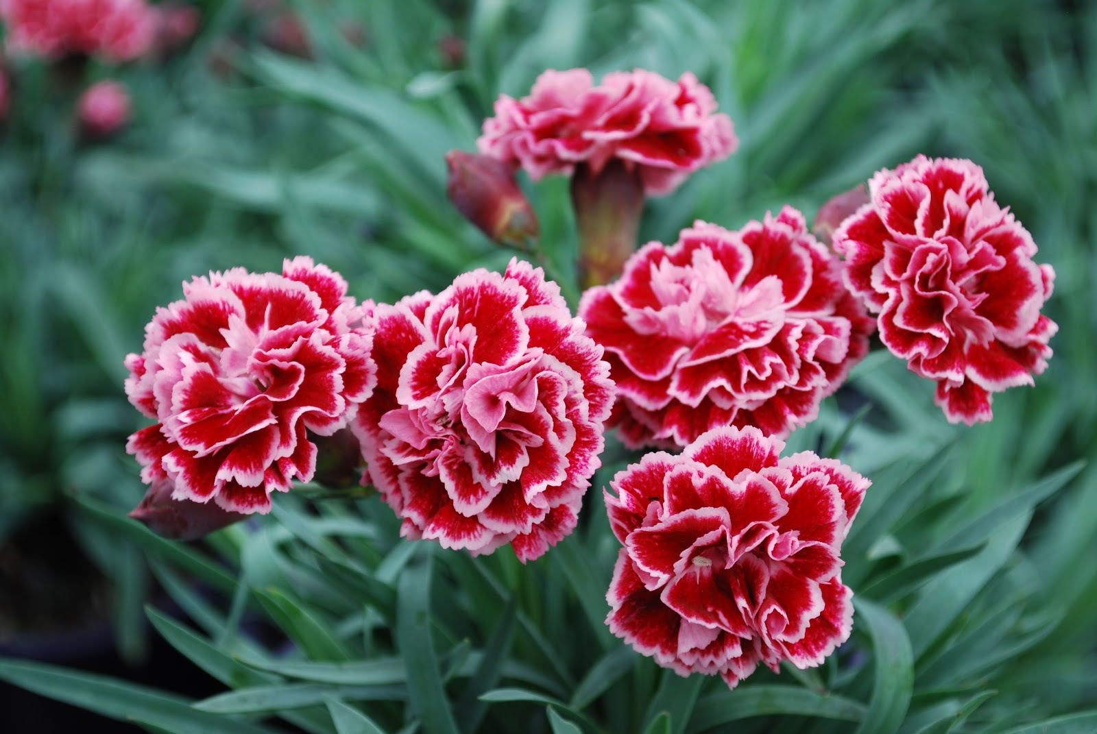 Hoa cẩm chướng đẹp với màu sắc độc đáo 