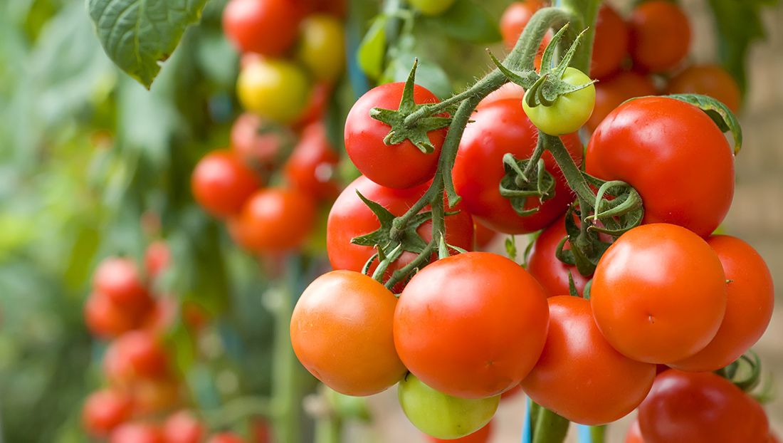 Bạn nên tiêu thụ cà chua mỗi ngày trong thời gian cho con bú