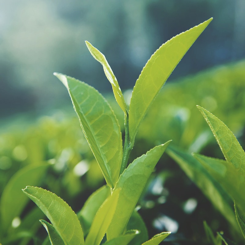 Ngoài chức năng thanh lọc cơ thể, trà xanh còn cho phép bạn có một làn da tươi sáng, khỏe mạnh