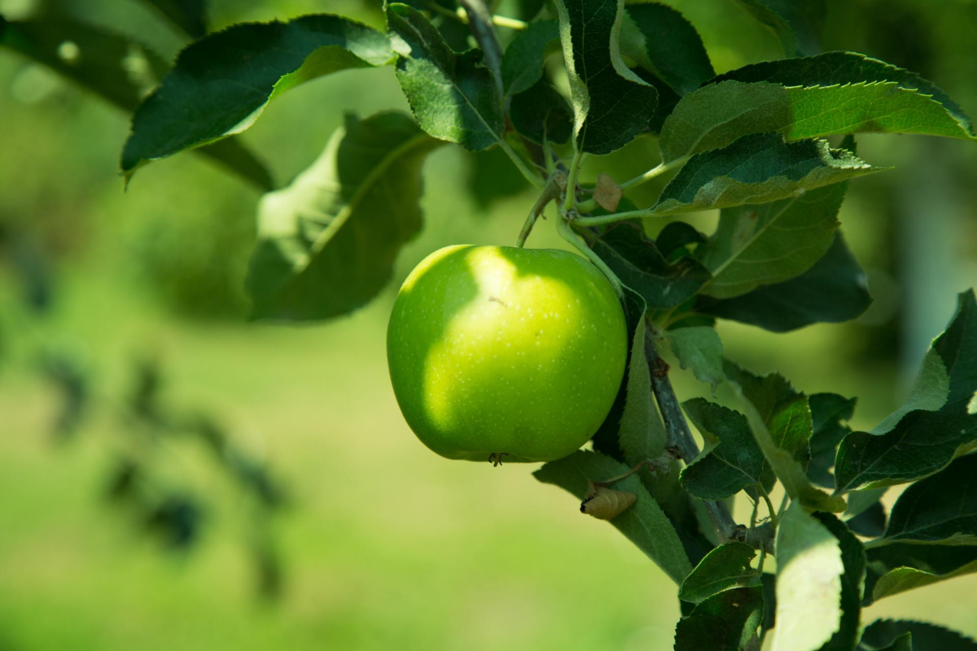 Loại táo xanh đặc biệt tốt cho tiêu hóa 