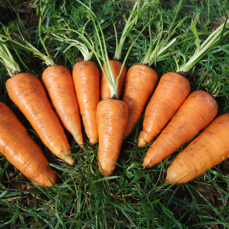 Cà rốt là loại củ được nhiều người yêu thích