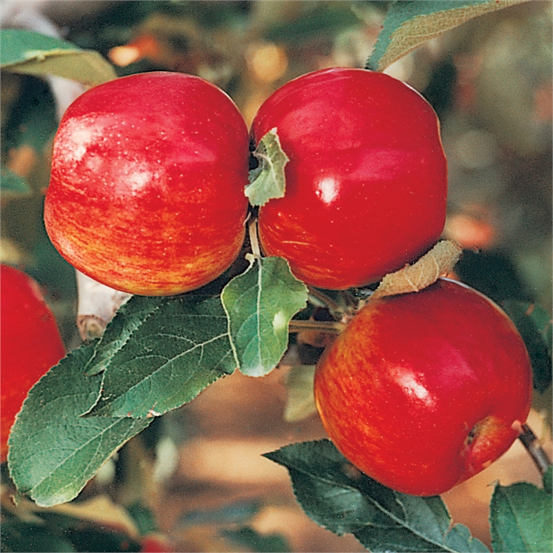 Trong táo có chứa chất giúp ngăn ngừa sỏi mật 
