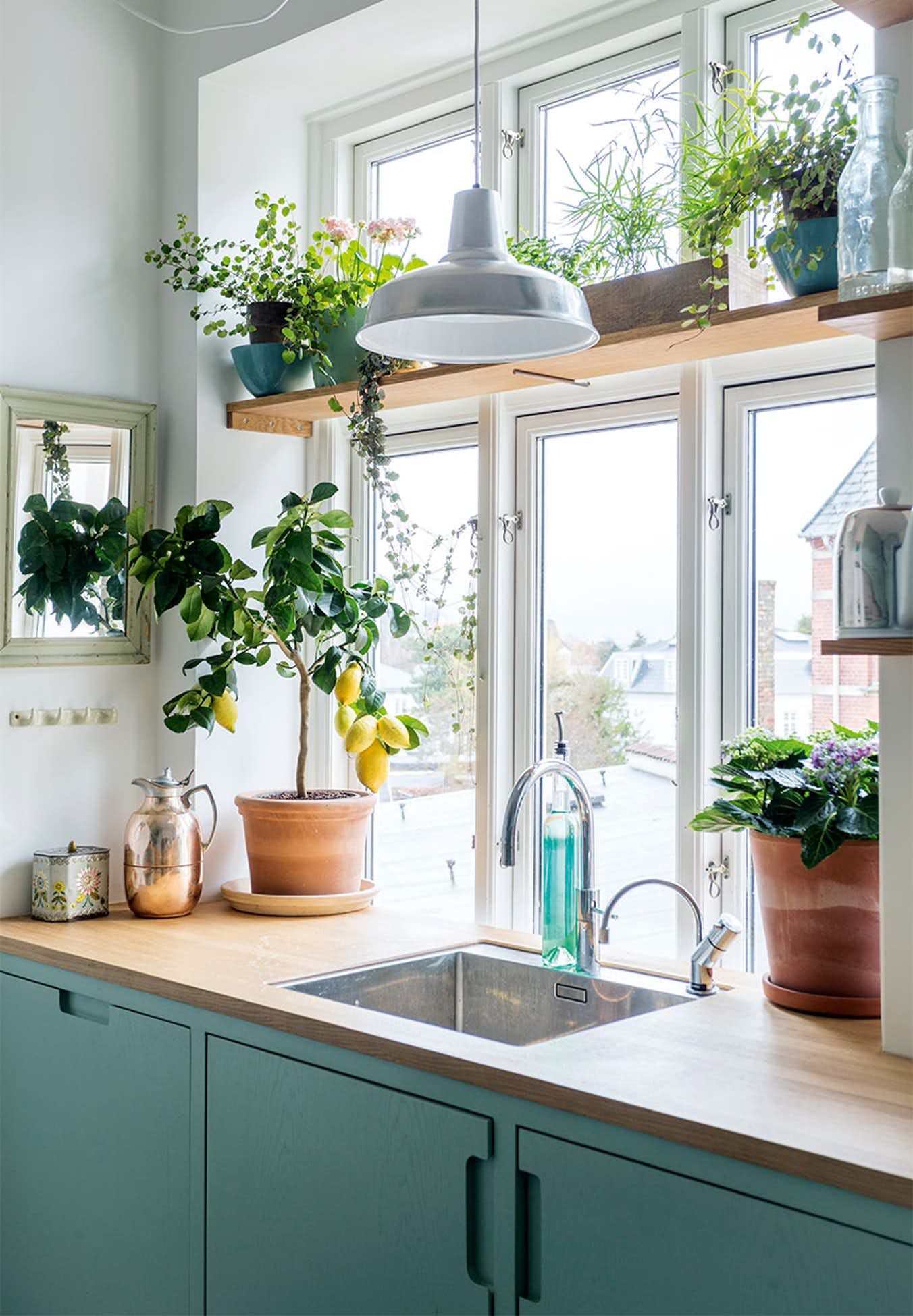 Bạn nên trồng cây xanh trong nhà bếp để giảm mùi khó chịu
