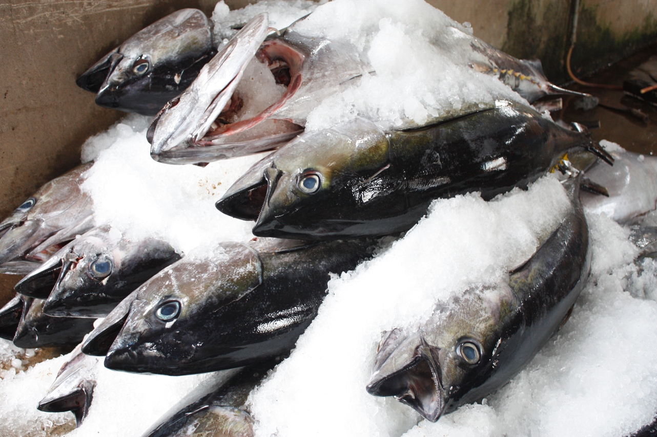 Người tiêu dùng Việt có thể lựa chọn thuỷ hải sản sạch được nhập khẩu từ nhiều quốc gia khác nhau