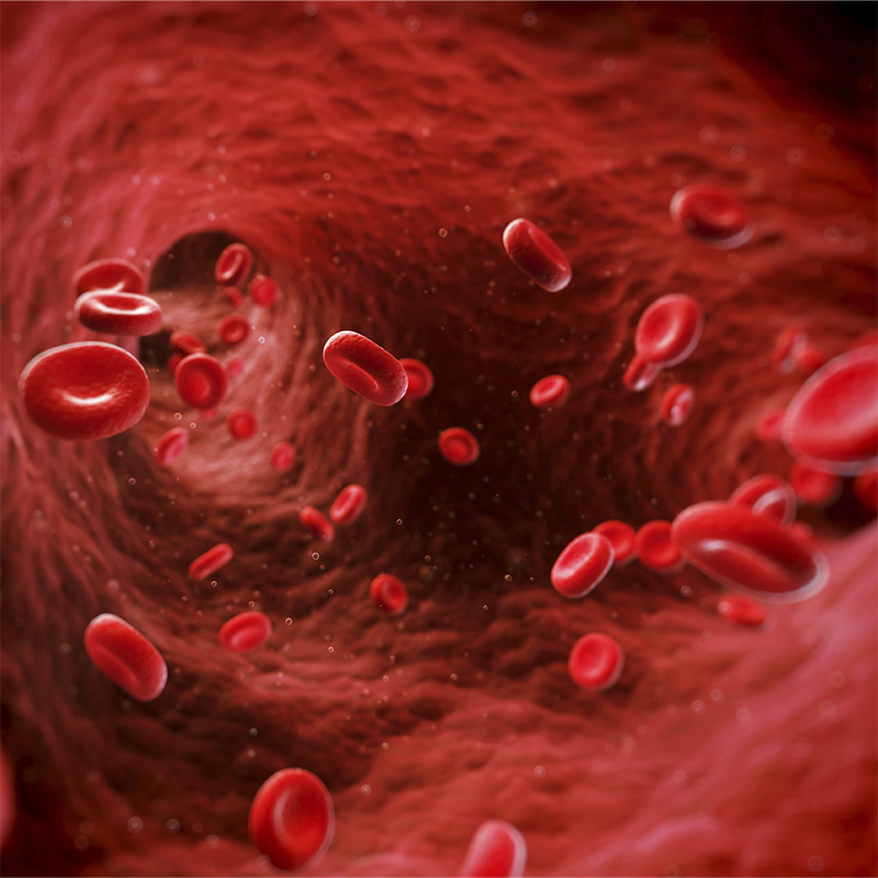 Rau mồng tơi có tác dụng giảm cholesterol trong máu