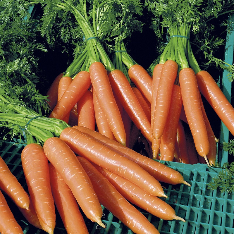 Trong cà rốt có chứa vitamin A tốt cho sức khỏe