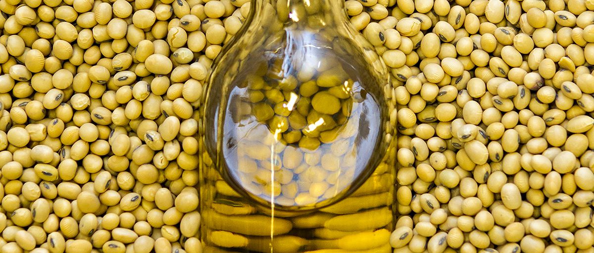 Trong các loại dầu thực vật thì dầu đậu nành giúp cơ thể ngăn ngừa được các bệnh liên quan đến tim mạch 