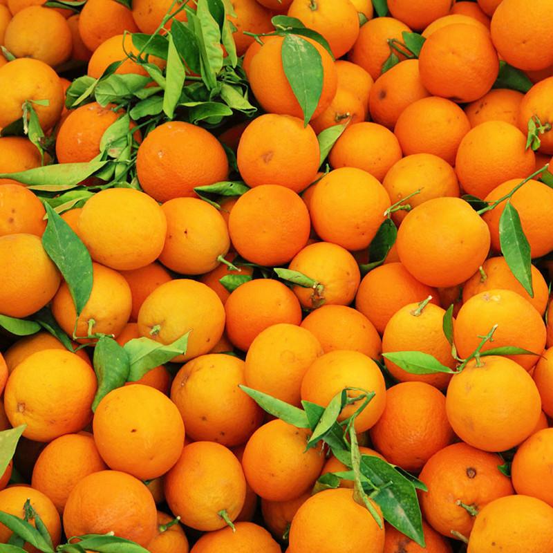 Cam, quýt chứa nhiều vitamin C tăng cường miễn dịch