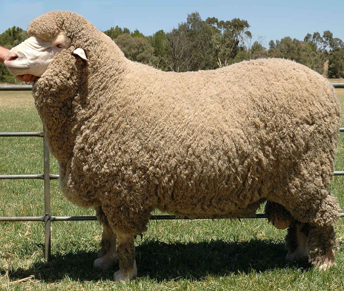 Chăn lông cừu tự nhiên được làm từ 100% sợi lông cừu  tự nhiên