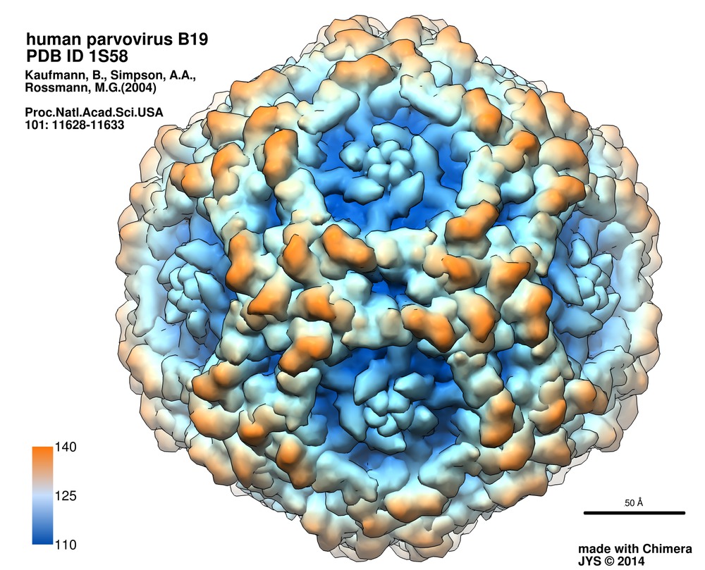 Ban nhiễm trùng gây ra chủ yếu bởi virus Parvovirus B19