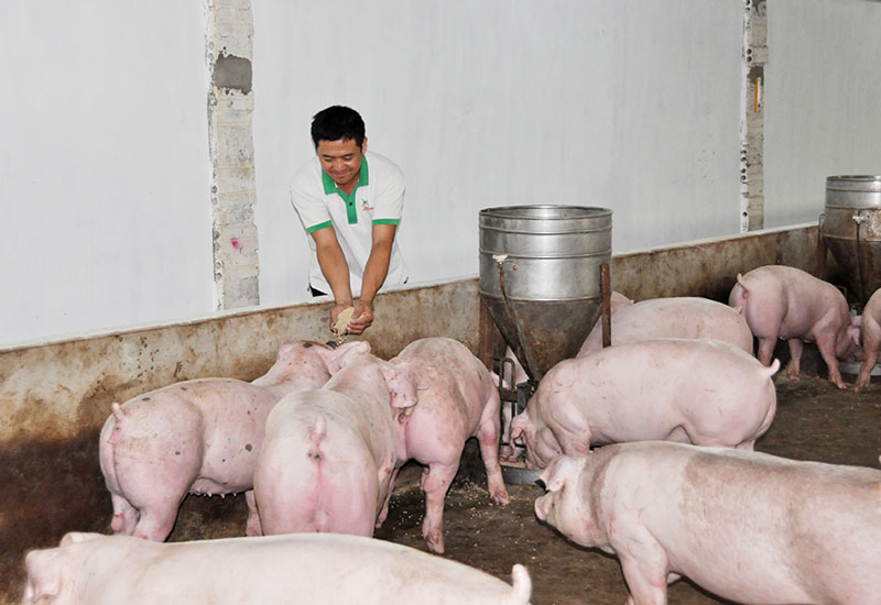 Tiếp xúc với mầm bệnh qua việc chăn nuôi và giết mổ lợn