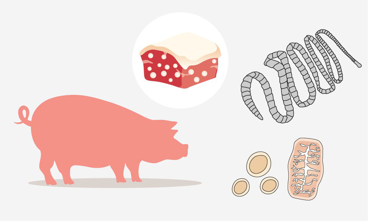 Bệnh sán lợn có hai dạng ấu trùng sán và sán trưởng thành