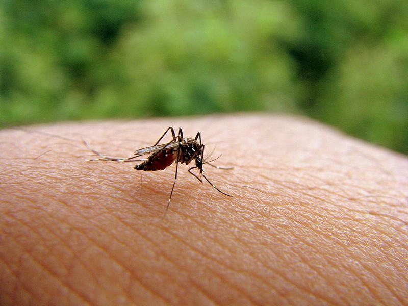 Thời tiết nóng ẩm tạo điều kiện cho muỗi sinh sôi