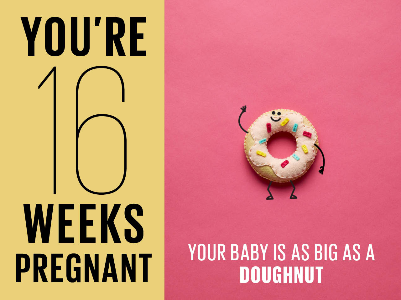 Kích thước thai nhi 16 tuần tuổi to như 1 chiếc bánh rán vòng