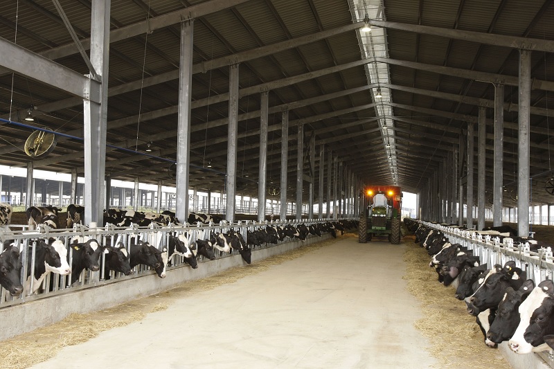 Nguồn nguyên liệu bò sữa sạch đạt tiêu chuẩn châu  u
