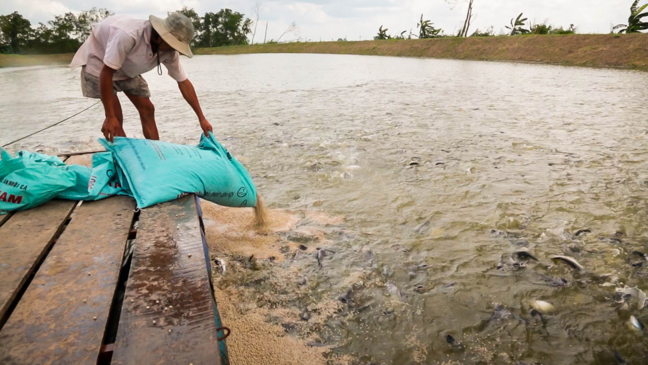 Thủy sản không đạt chuẩn do nhiễm kim loại gây nên nhiều bệnh nguy hiểm cho con người